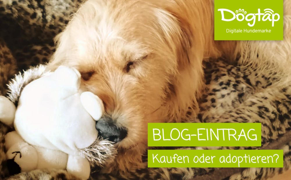 Hund im Bettchen mit Kuscheltier