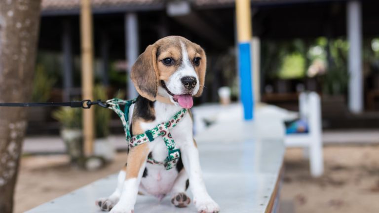 How to get your dog used to walking with a leash