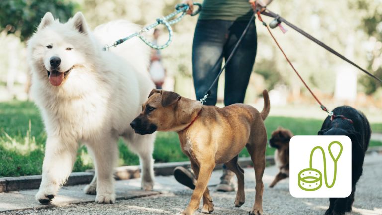 Dog sitter with several dogs on a leach