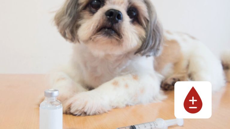 Dog next to a syringe