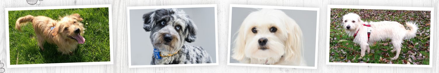 Dogtap – das digitale NFC Hundezubehör
